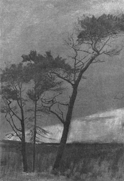 Fyrretræer.